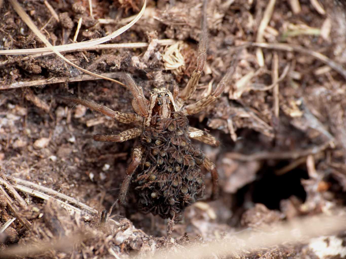 Hogna radiata - Parco Nazionale d''Abruzzo